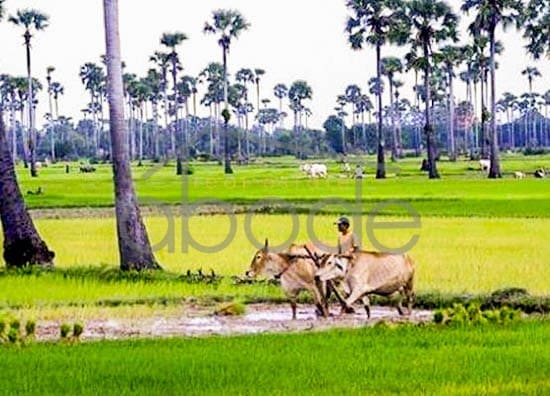 Rural scene Kampong Chhnang province Cambodia
