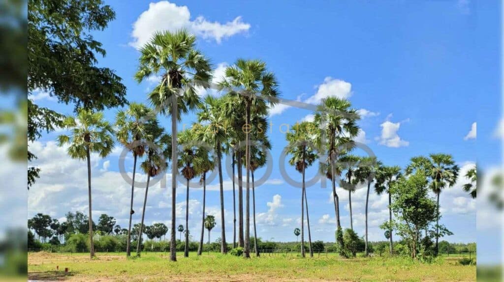 Palm resort a piece of paradise