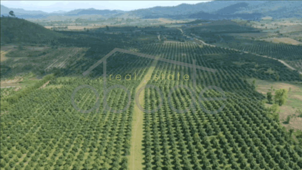 Incredible value 56-hectare land for sale Pailin | northwest Cambodia