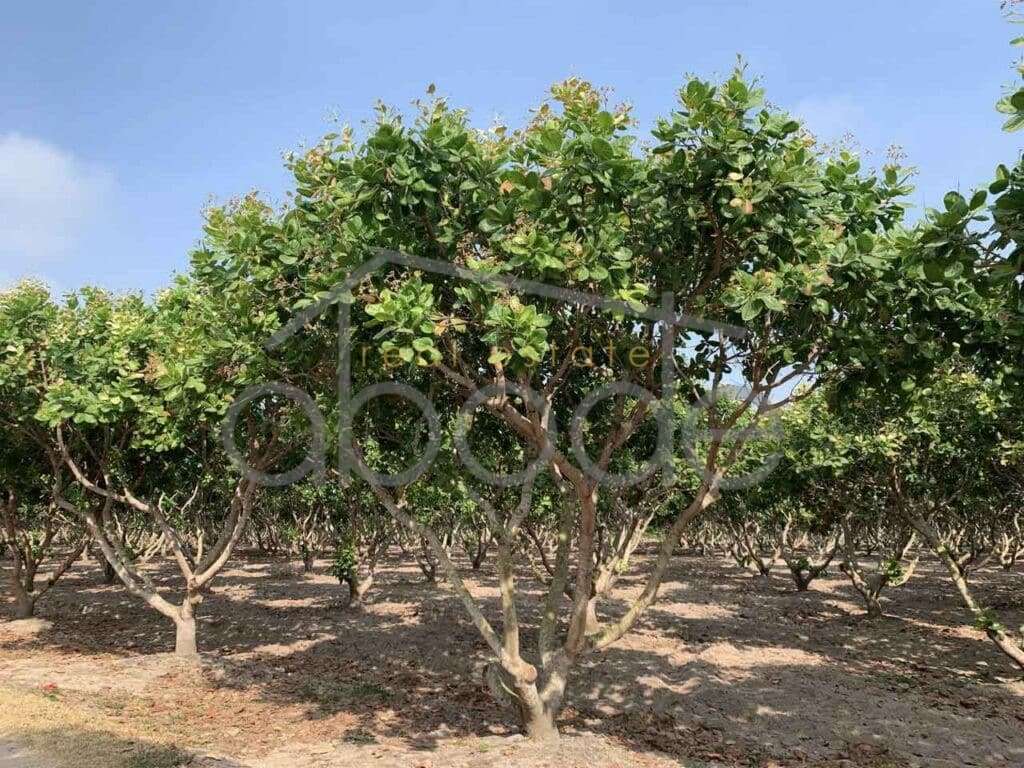 land for sale kampong thom