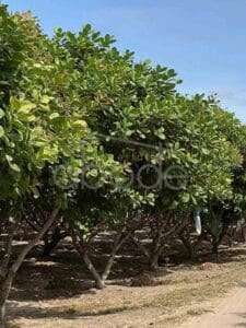 land for sale kampong thom