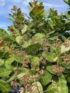 land for sale kampong thom