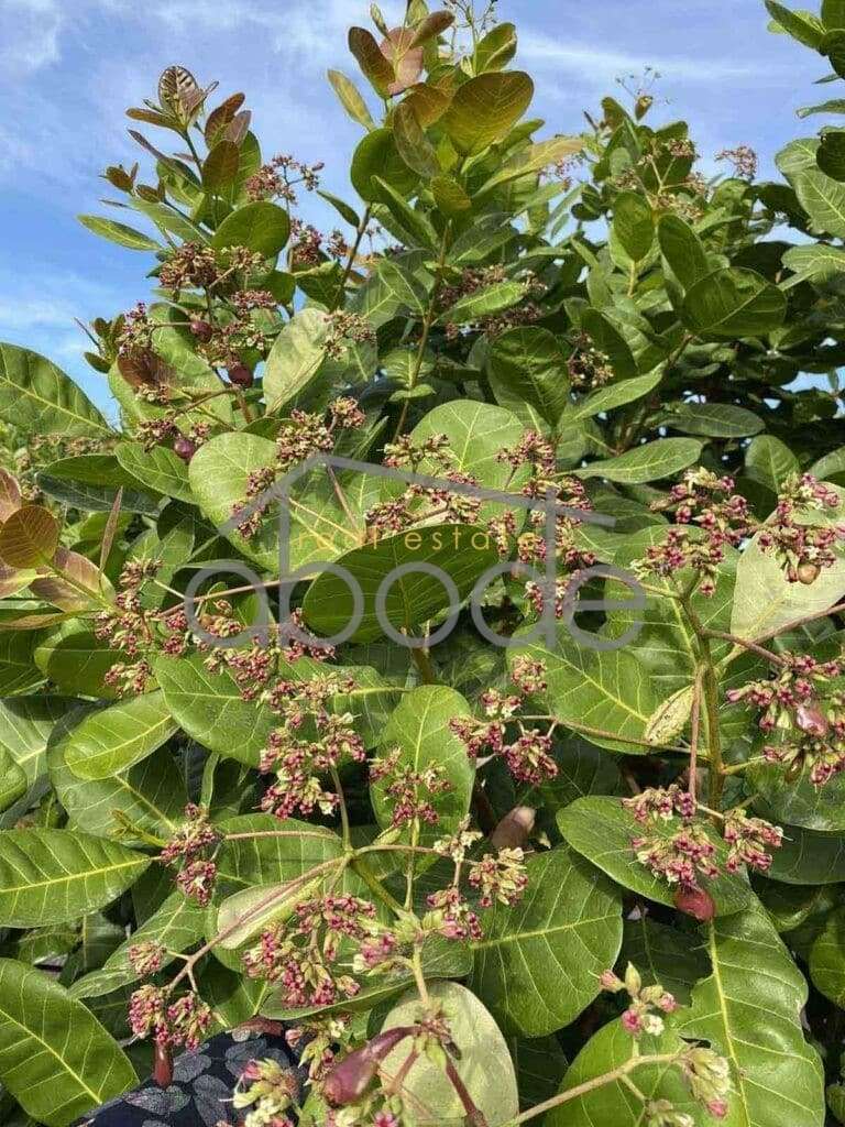 land for sale kampong thom