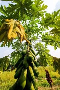 Land for sale Kandal Province KANA11